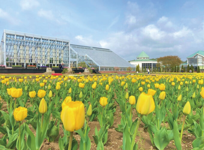 ブルーメッセあきた 春のチューリップまつり▷多彩な花の販売と6万本のチューリップ