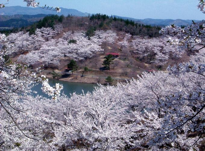黄桜まつり▷ダム湖畔を散策しながら桜の鑑賞を