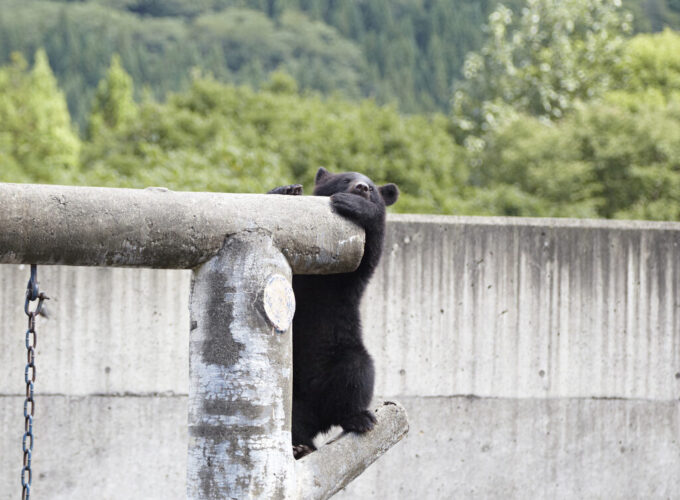 くまくま園オープン＆ＧＷイベント▷GWは可愛い子グマやヒグマに会いに行こう！