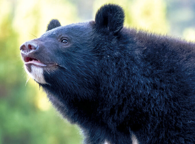春から増えるクマの目撃情報｜秋田で暮らす私たちに必要な知識と対策
