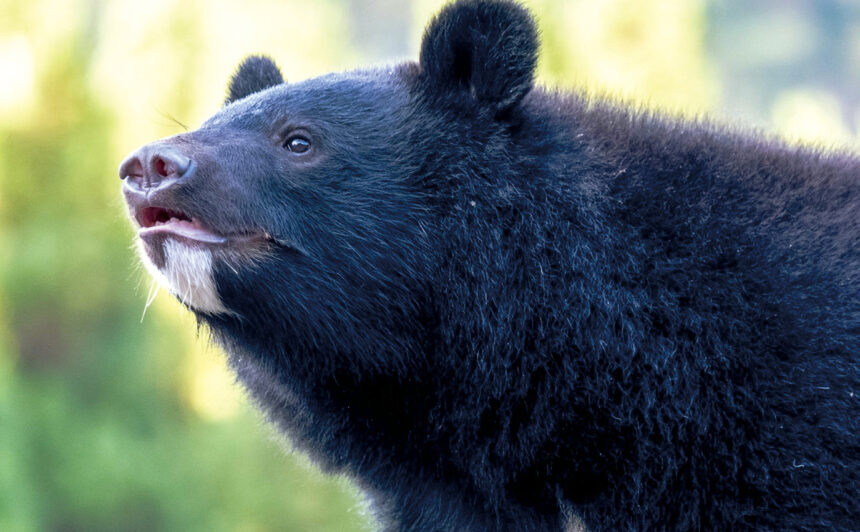 春から増えるクマの目撃情報｜秋田で暮らす私たちに必要な知識と対策