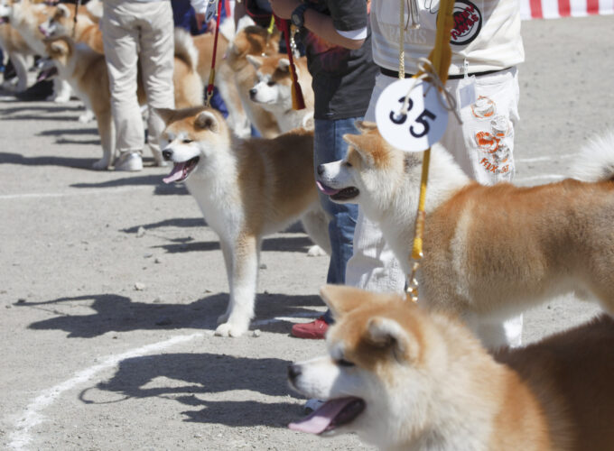 第153回秋田犬保存会本部展覧会▷秋田犬たちが頂点をかけて競い合う
