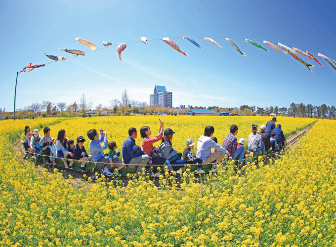 【大潟村】ミニ電車と菜の花を楽しむ「桜と菜の花まつり2026（後半）」