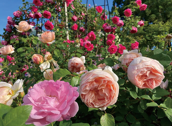 Rose Garden Concert｜仙北市「kimoto」で楽しむバラと音楽のガーデンコンサート