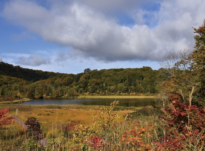 【鹿角市】「紅葉の大沼」をガイドと歩こう｜赤や黄色に染まる木々を満喫