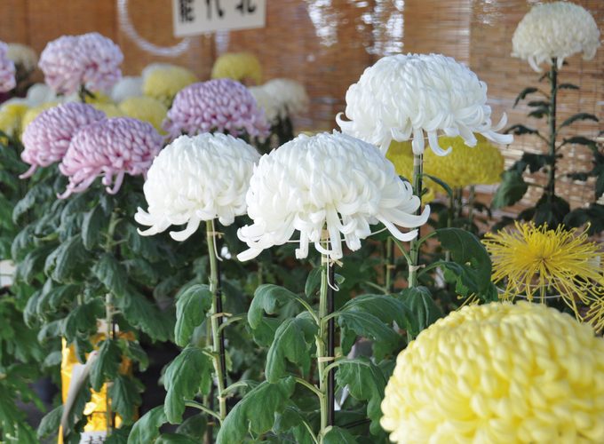 【横手市】第58回よこて菊まつり・秋田まるごと食の祭典2026｜美しい菊の鑑賞と秋田の食を満喫