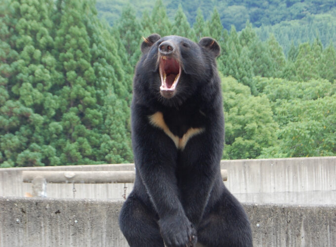 【北秋田市】くまくま園ハロウィンイベント｜フォトコンテストやクマのもぐもぐタイムを楽しもう！